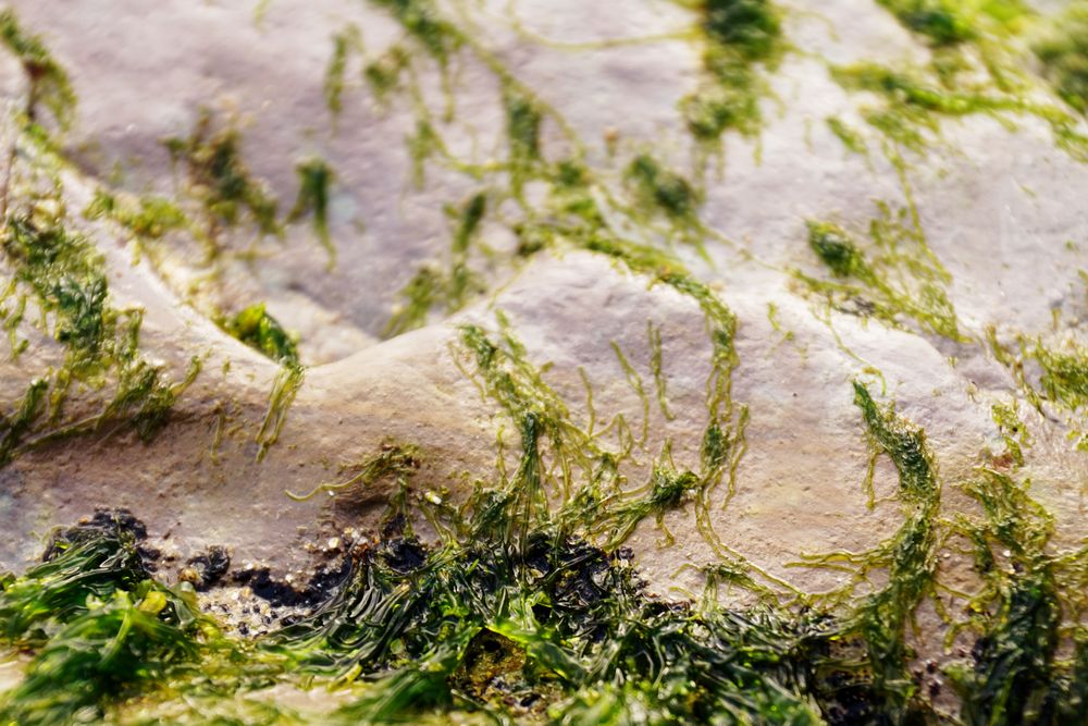 Wet algae on stone