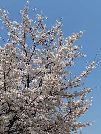 cherry blossoms