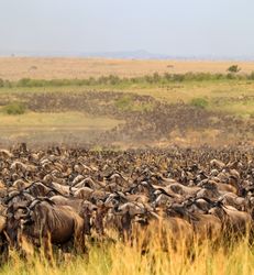 Huge herd of wildebeest migrating across the Kenyan savanna during the Great Migration