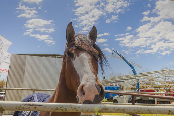 Brown horse standing behind paddock fence