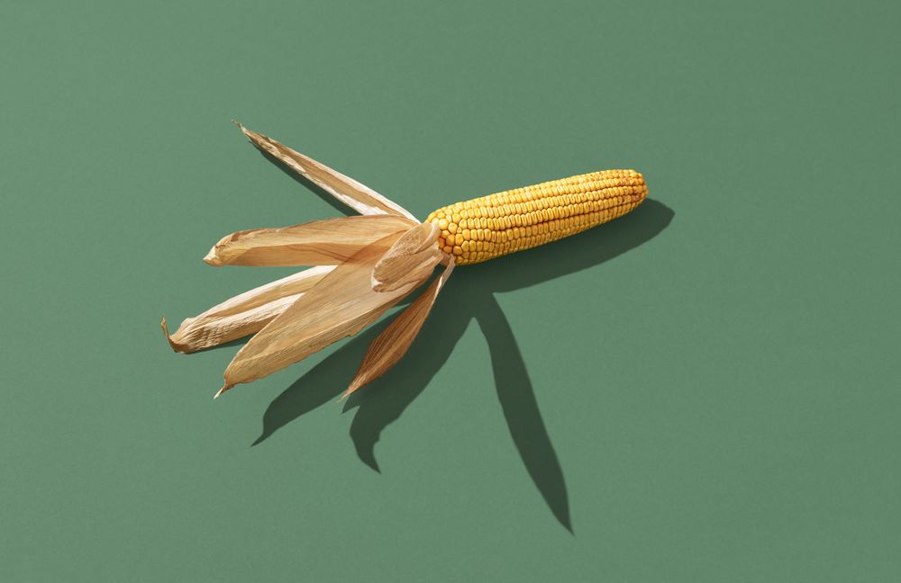 Maize isolated on a green background