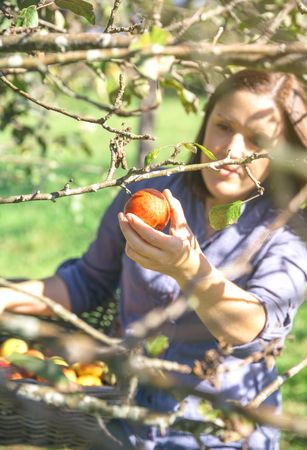 Woman hand picking red apple from the tree on sunny day