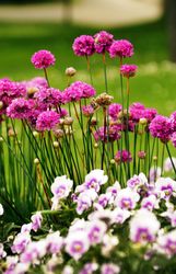 Flowerbed with various flowers in park