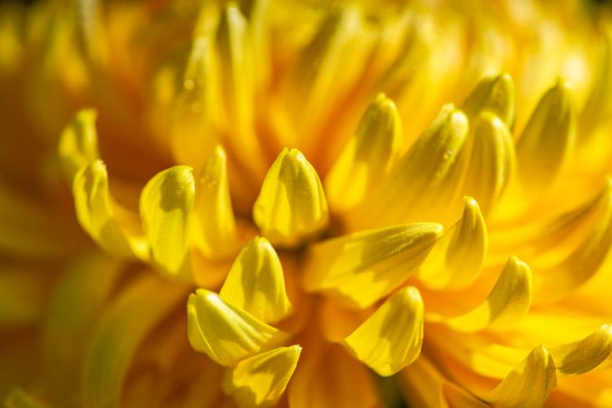 Yellow Chrysanthemum flowers in the garden