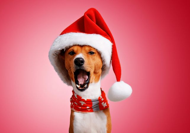 Portrait of yawning dog in festive Santa hat and scarf