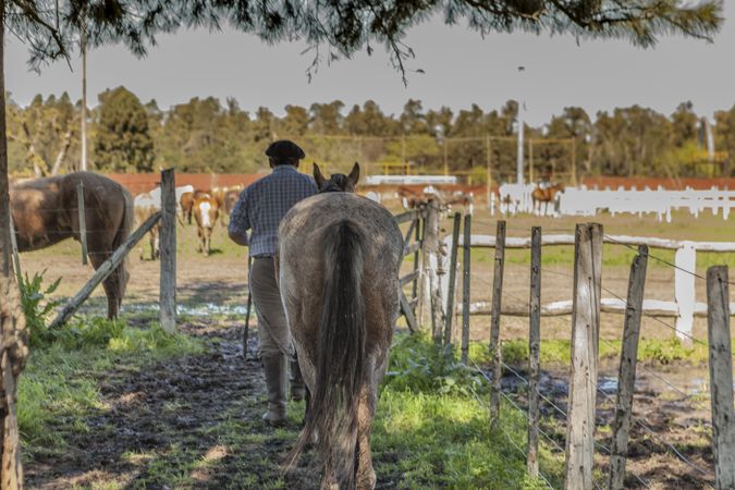 Stableman taking care of horses at watering place in barnyard