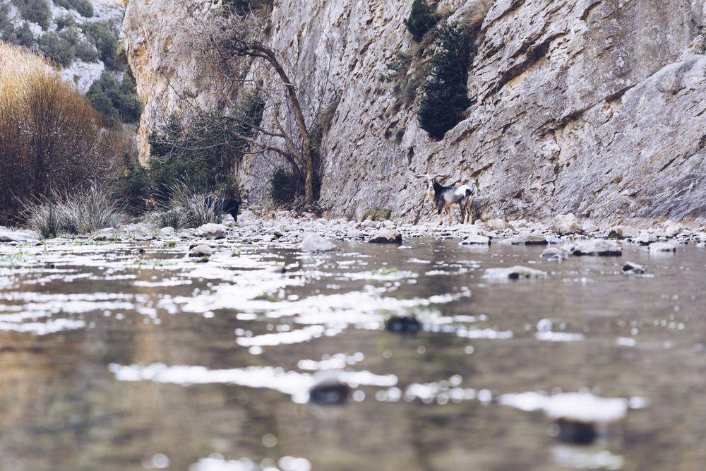 Wild longhorn goat between stones near river