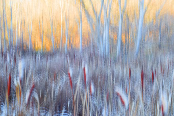 Typha plant in purple light