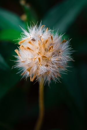the delicate beauty of a grass flower, showcasing its slender, feathery petals and intricate structure