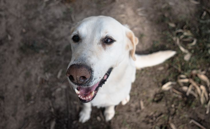 Labrador on brown soil