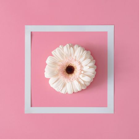 Flower with light frame on pink background