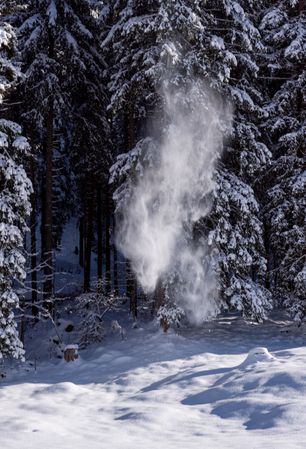 Snow falling from fir trees, winter scenery in the Bavarian Alps, Germany