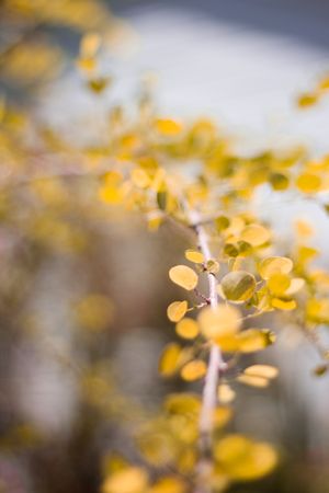 Yellow flowers tree branch