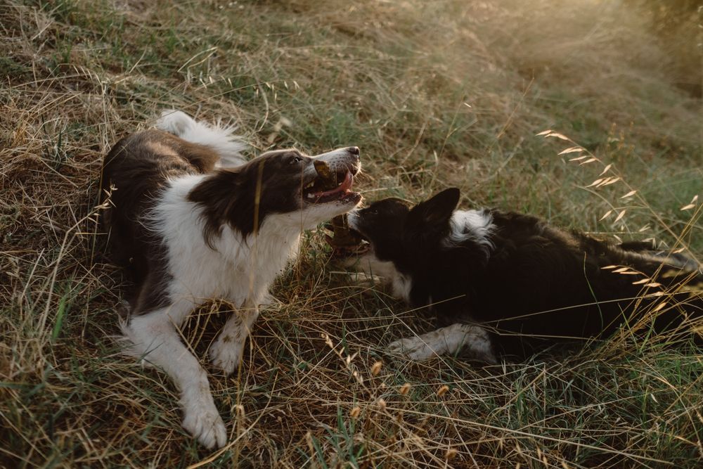 Border Collie dogs having fun together during stick game on dry grass in countryside