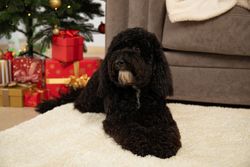 Concept of Merry Christmas, funny Christmas dog