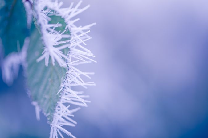 Frost on a leaf, close up with copy space