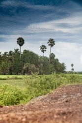 Tropical countryside in clouds