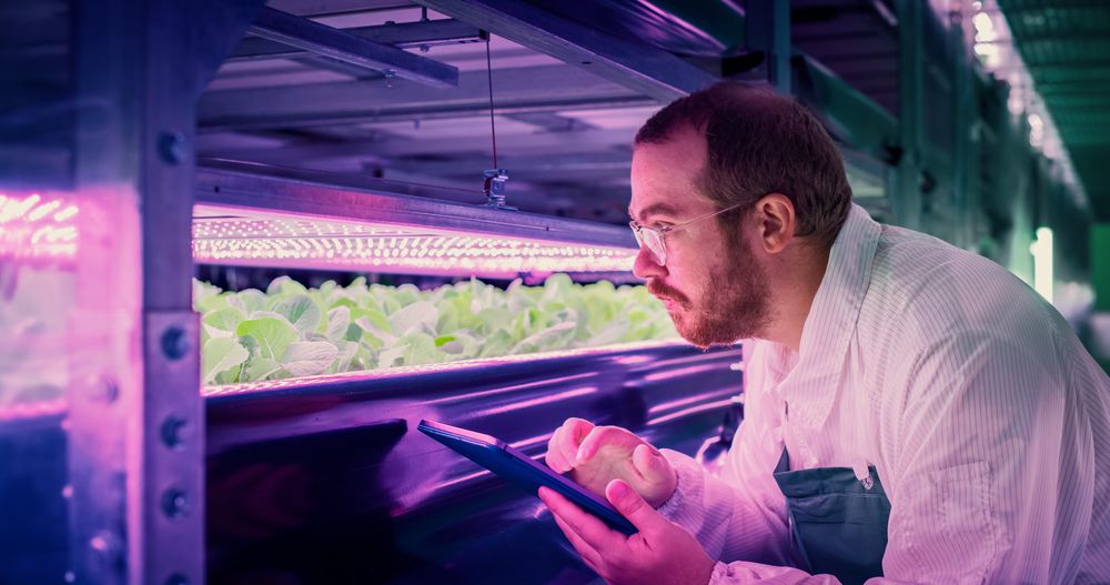 Farmer in Glasses Working in a Vertical Farm with Ultraviolet LED Lights. Hydroponics Specialist Inspecting and Examining Fresh Plants Ready for Shipping to a Supermarket