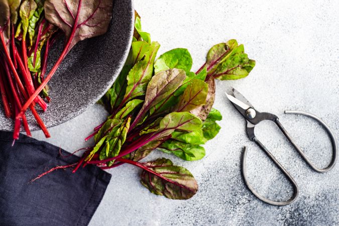Beetroot leaves with kitchen scissors