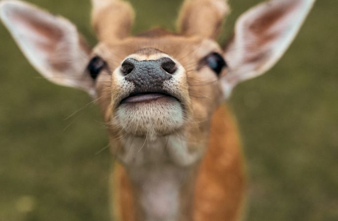 Head close-up of a fallow deer against green background