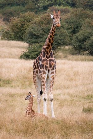 Giraffe and offspring on yellow grass field