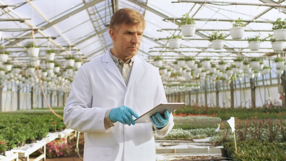 In the Industrial Greenhouse Agricultural Engineer Wearing White Coat Uses Tablet Computer to Test Plant's Health and Analyze Data with Tablet Computer.