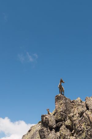 Young goats on high stone on background of blue sky