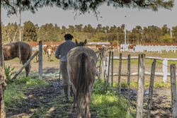 Stableman taking care of horses at watering place in barnyard