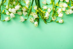 Snowdrops on green background