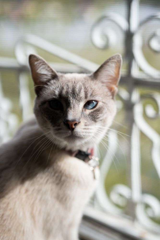 Close up of tan kitty