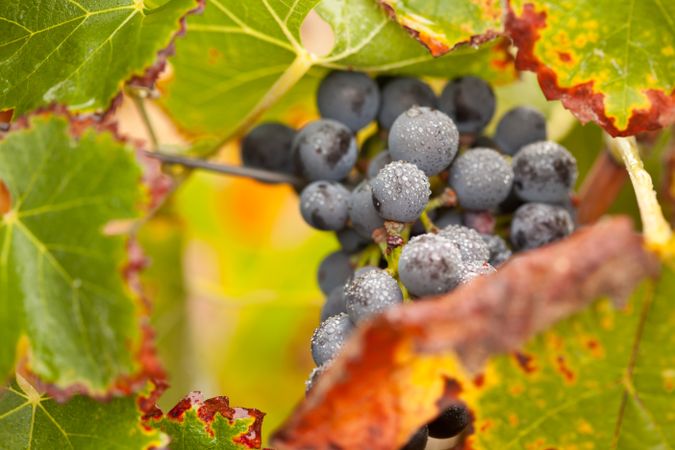 Lush, Ripe Wine Grapes with Mist Drops on the Vine