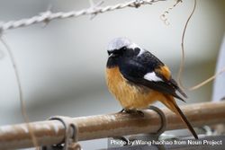 Bird perched on fence with barbed wire 0vPeB4