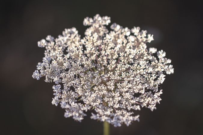 Top view of Queen Anne’s lace flowers