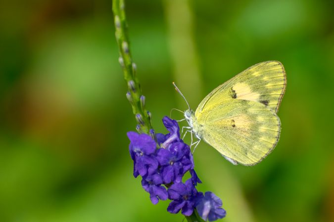 A beautiful Small Salmon Arab Butterfly perched on a bunch of flowers at a park in Mumbai, India