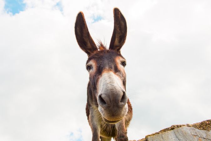 View to donkey standing at cloudy background