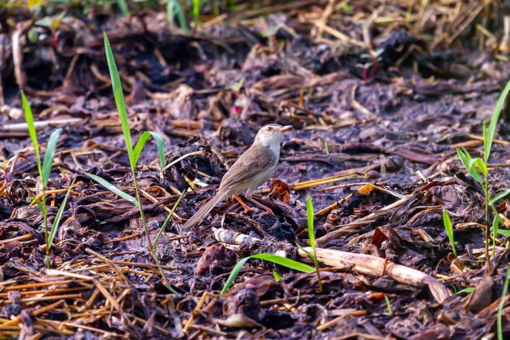 Small Birds