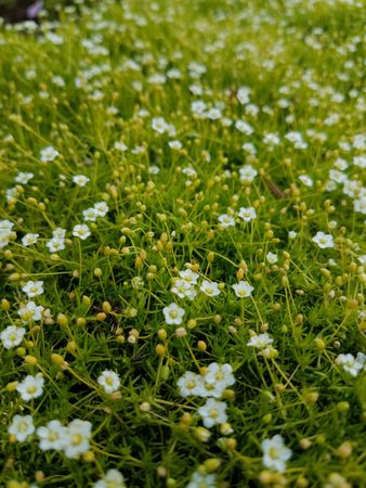 Irish moss with blossoms