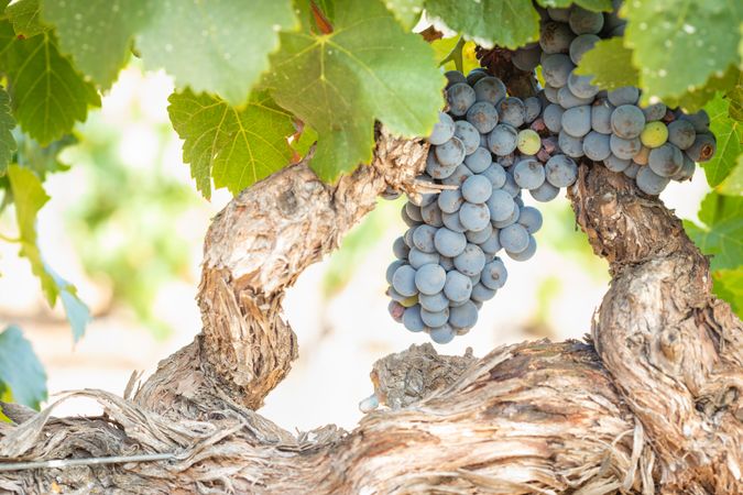 Vineyard with Lush, Ripe Wine Grapes on the Vine Ready for Harvest