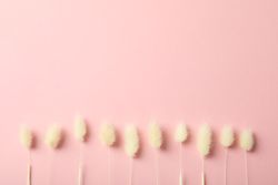 Line of dried bunny tail on pink background with copy space