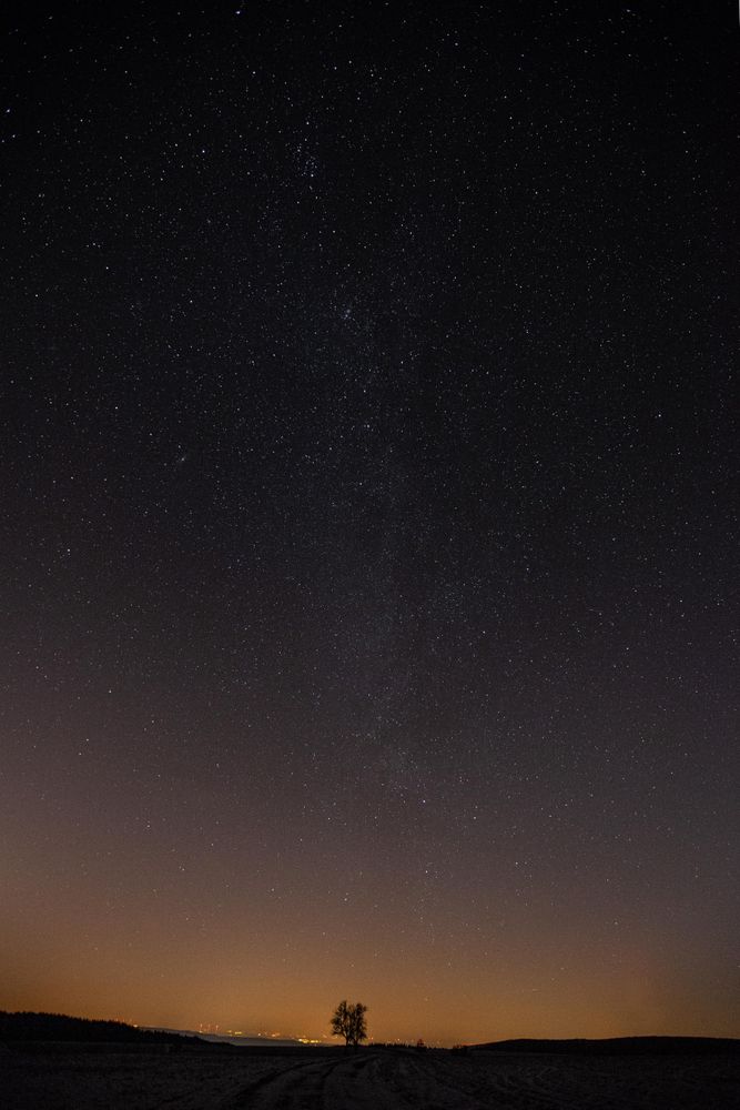 Outline of tree with city lights in distance on dark starry night