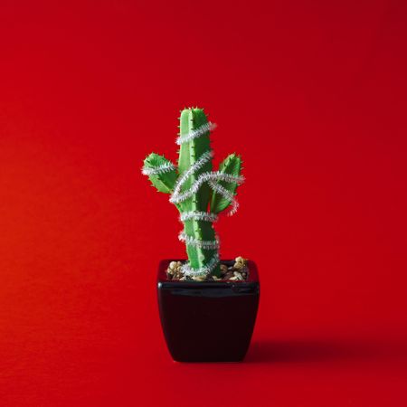 Cactus in pot with Christmas garland decoration