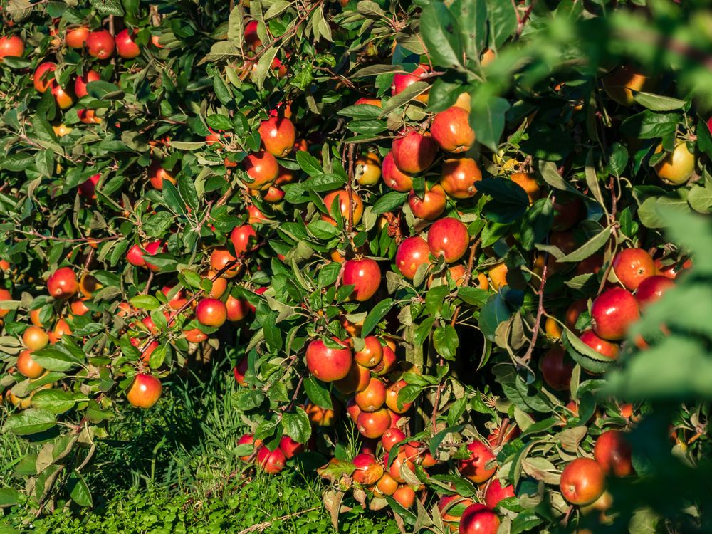 Apple plantations in Alsace. Growing fruit. Sun, autumn.