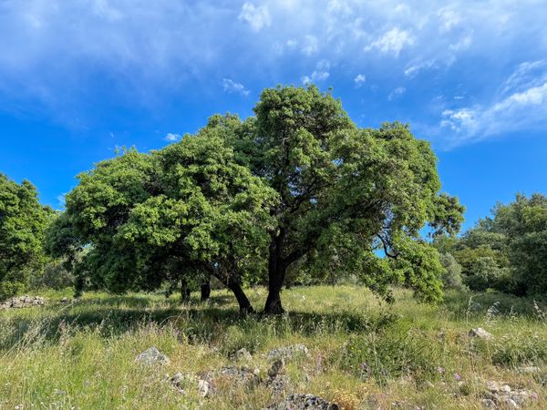hilltop oak tree