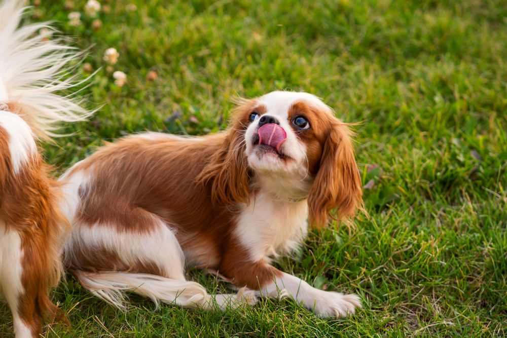 Spaniel puppy on the lawn