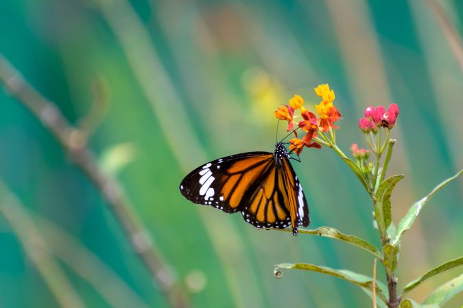 A beautiful orange Striped Tiger Butterfly perched on a bunch of flowers at a park in Mumbai, India
