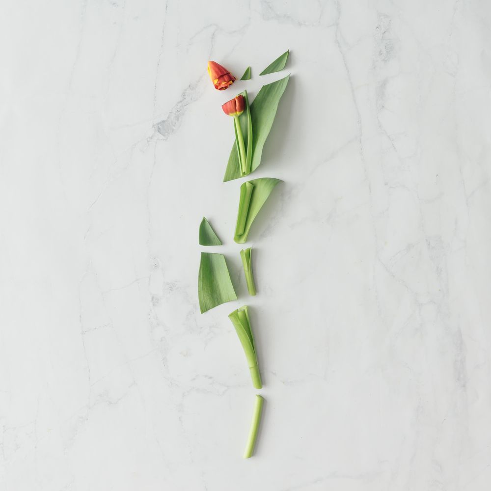 Chopped tulips on marble background