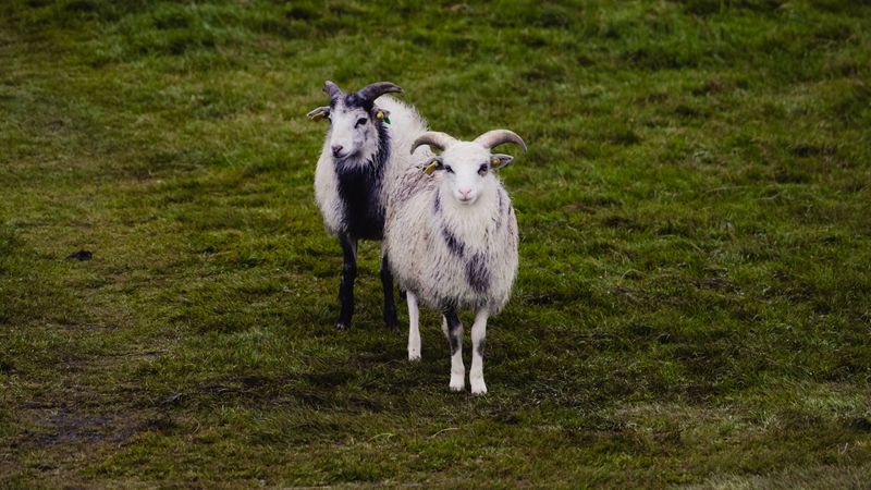 Two sheep on green grass field