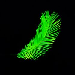 Neon tropical leaf in vivid green fluorescent color on dark background