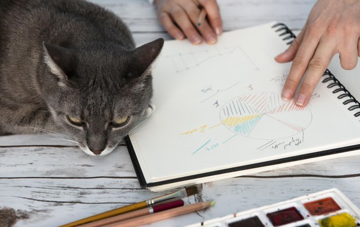 Person drawing pivot table on notebook while cat sleeping on table