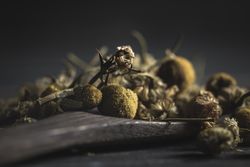 Spoonful of dried chamomile on wooden table